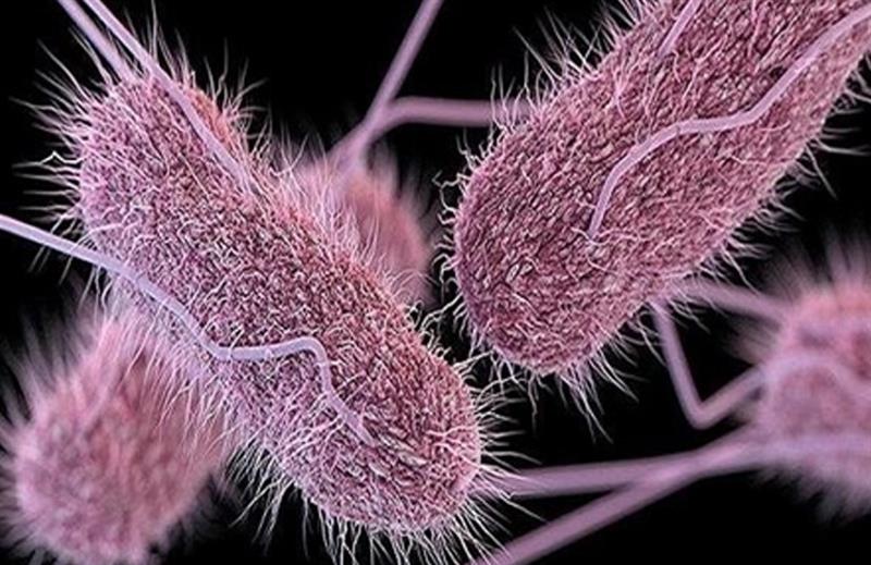 شایع‌ترین باکتری در روده انسان با کم‌خونی مقابله می‌کند 